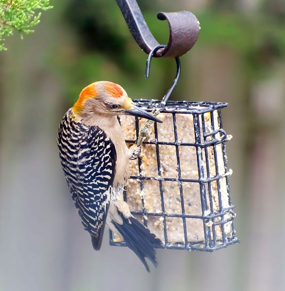 birds-Golden-Fronted-Woodpecker-1633.jpg