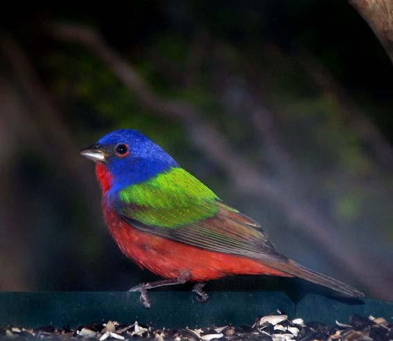 BIRDS-513608561_painted-bunting-d80-136-004.jpg