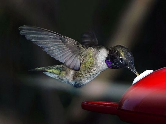bbirds-lack-chinned-hummingbird-d80-136--051.jpg