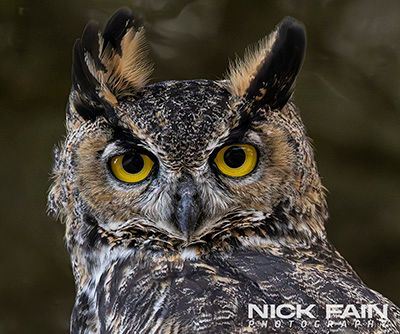 GH_Owl_Sub-Adult_4690-ADB-NR-ECU-Crop-LR.jpg