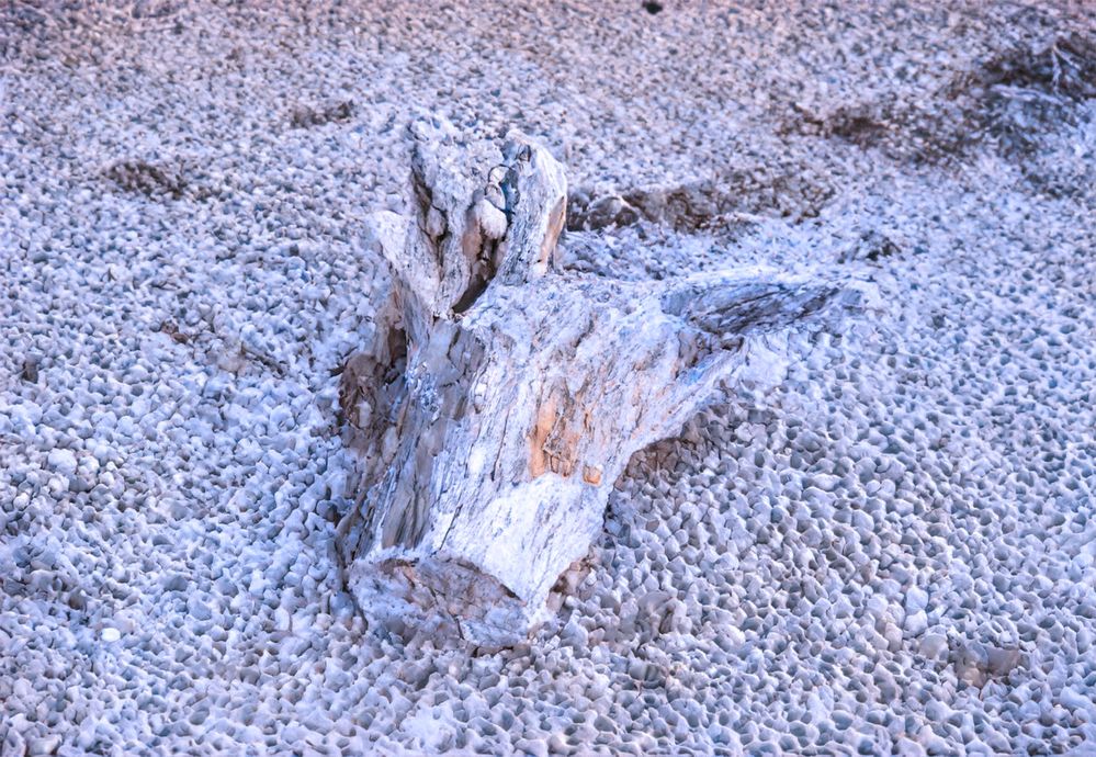 driftwood winter.jpg