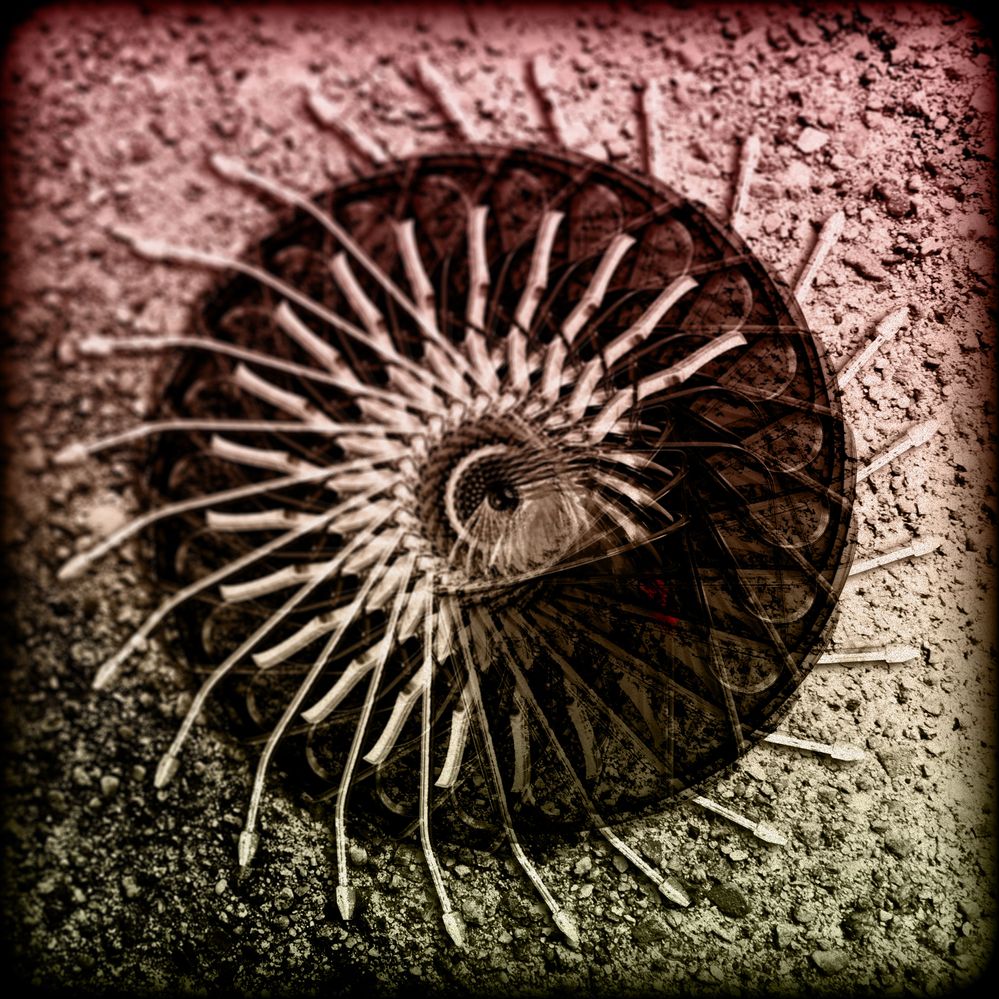 "Ammonite"