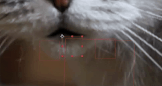 cat mouth gif 1.gif