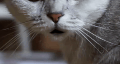 cat mouth gif 2.gif