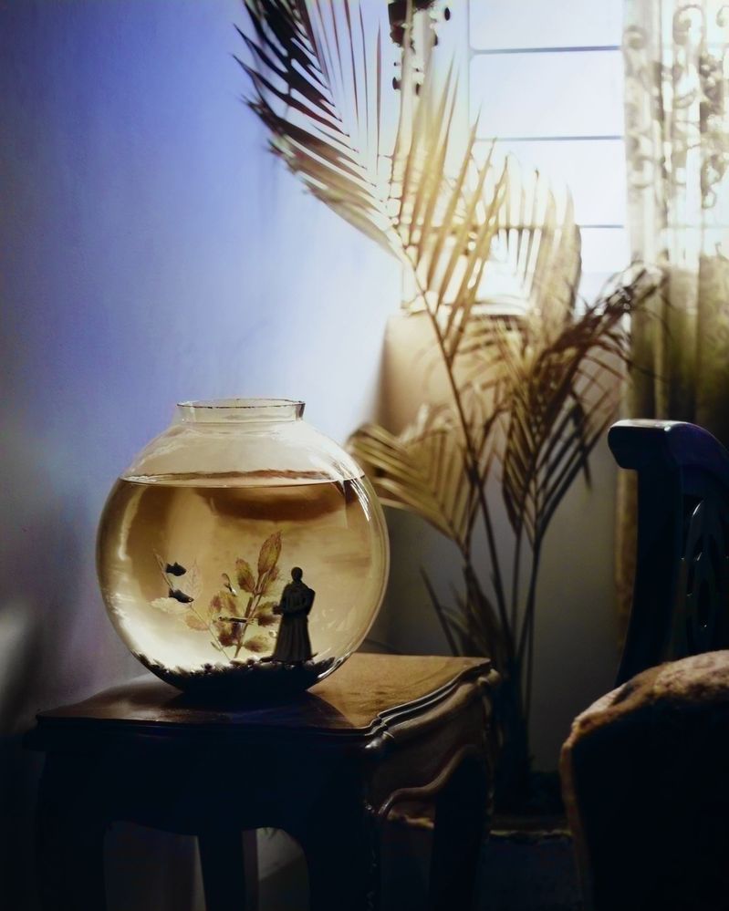 This fish-wife has a side hustle:  Looking after the goldfish.