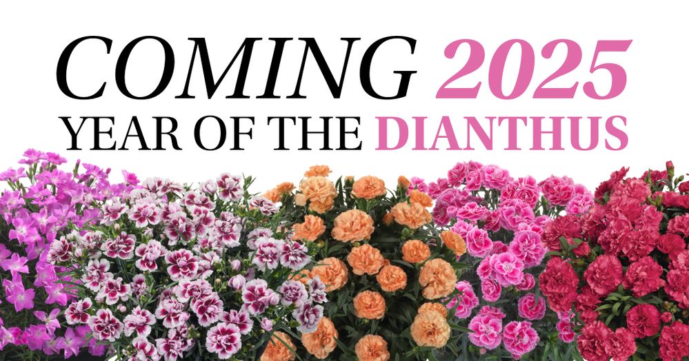 Dianthus Coming 2025.jpeg