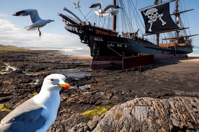 pirate gulls.jpg