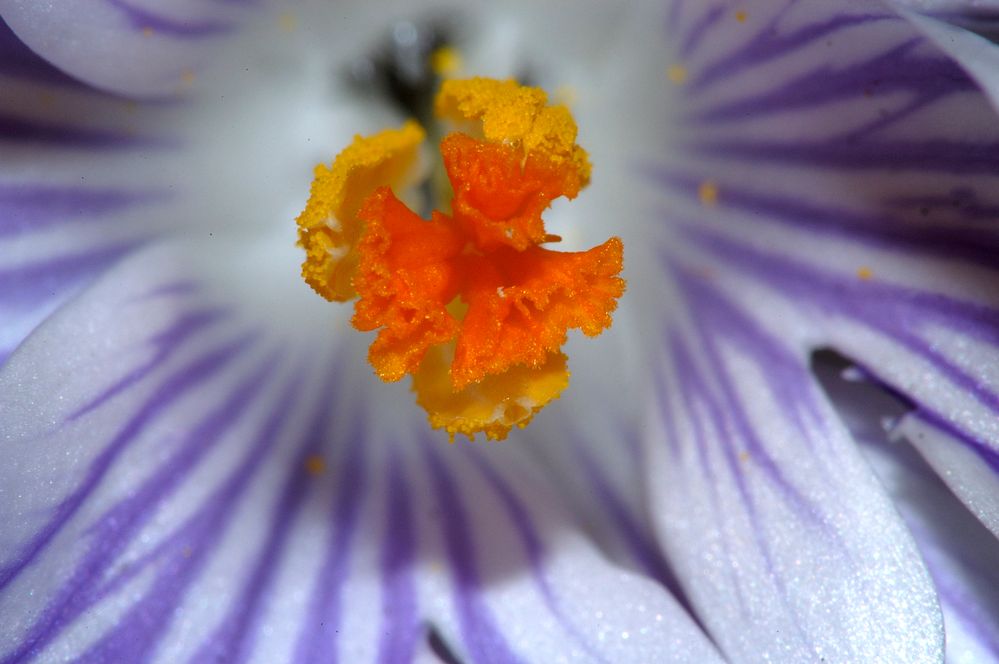 hosta flower.jpg