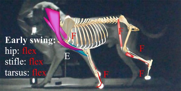 V10 cropped resize.psd_0006_hind limb walk VERSION 10 hind muscle dorsal hip bone0027.jpg.jpg