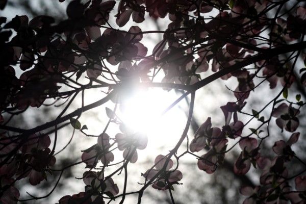 Flowers in the Sun.jpg