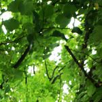 tree leaves
