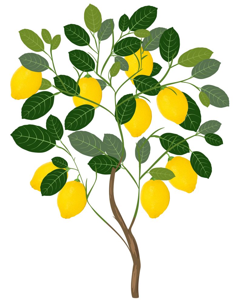 LemonTree JE01.jpg