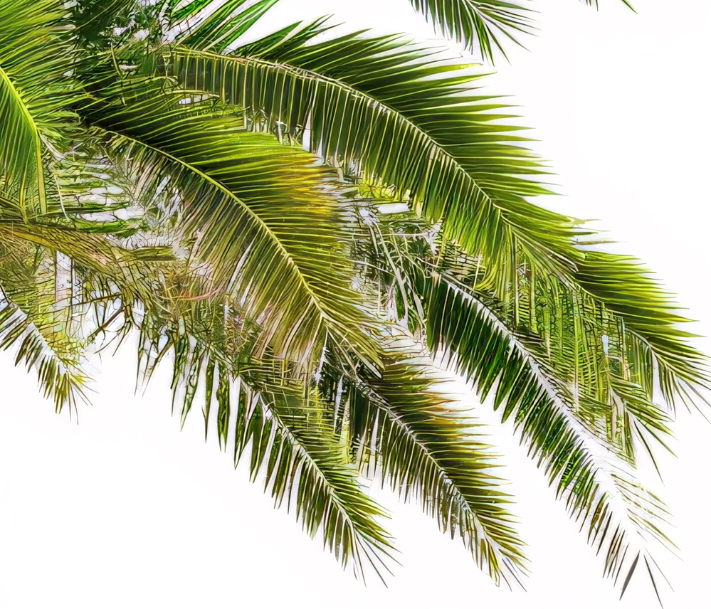 palm fronds.png