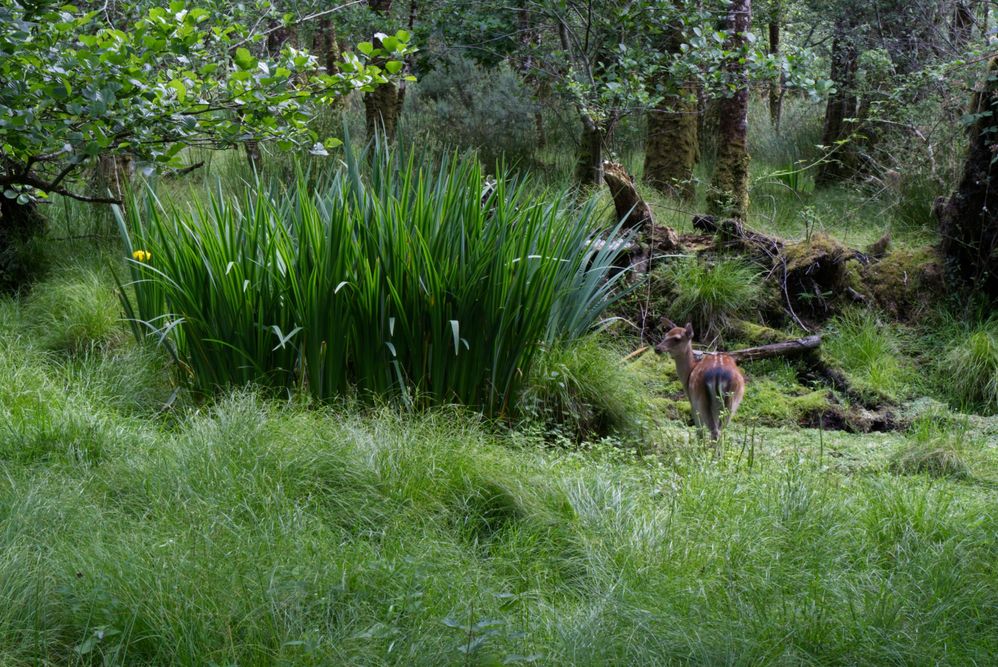 Killarney, Ireland - Reen Path Fawn.jpg