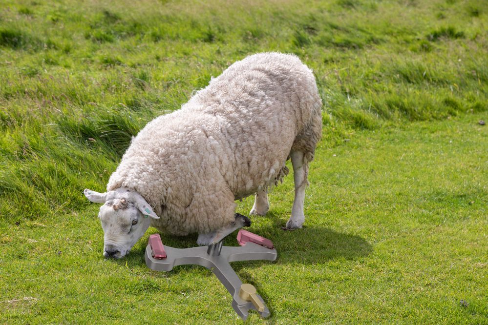 Kneeling Sheep, Orkney, Scotland