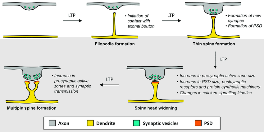 Spine-morphogenic-effects-of-long-term-potentiation-LTP-Dendritic-spines-sprout-and.png