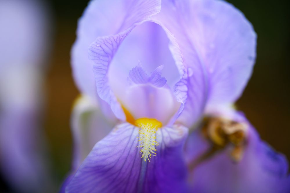 Bearded iris 1.jpg