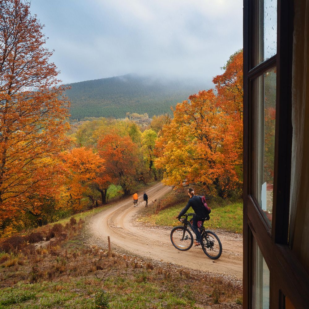 Firefly looking out a window, a man sees trees turning autumn colors, bicyclists pedaling on a windi.jpg