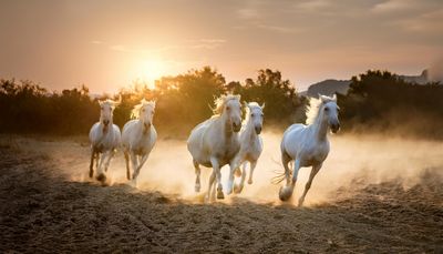 Firefly realistic photo of five white regal majestic horses running in empty field. dust getting kic.jpg