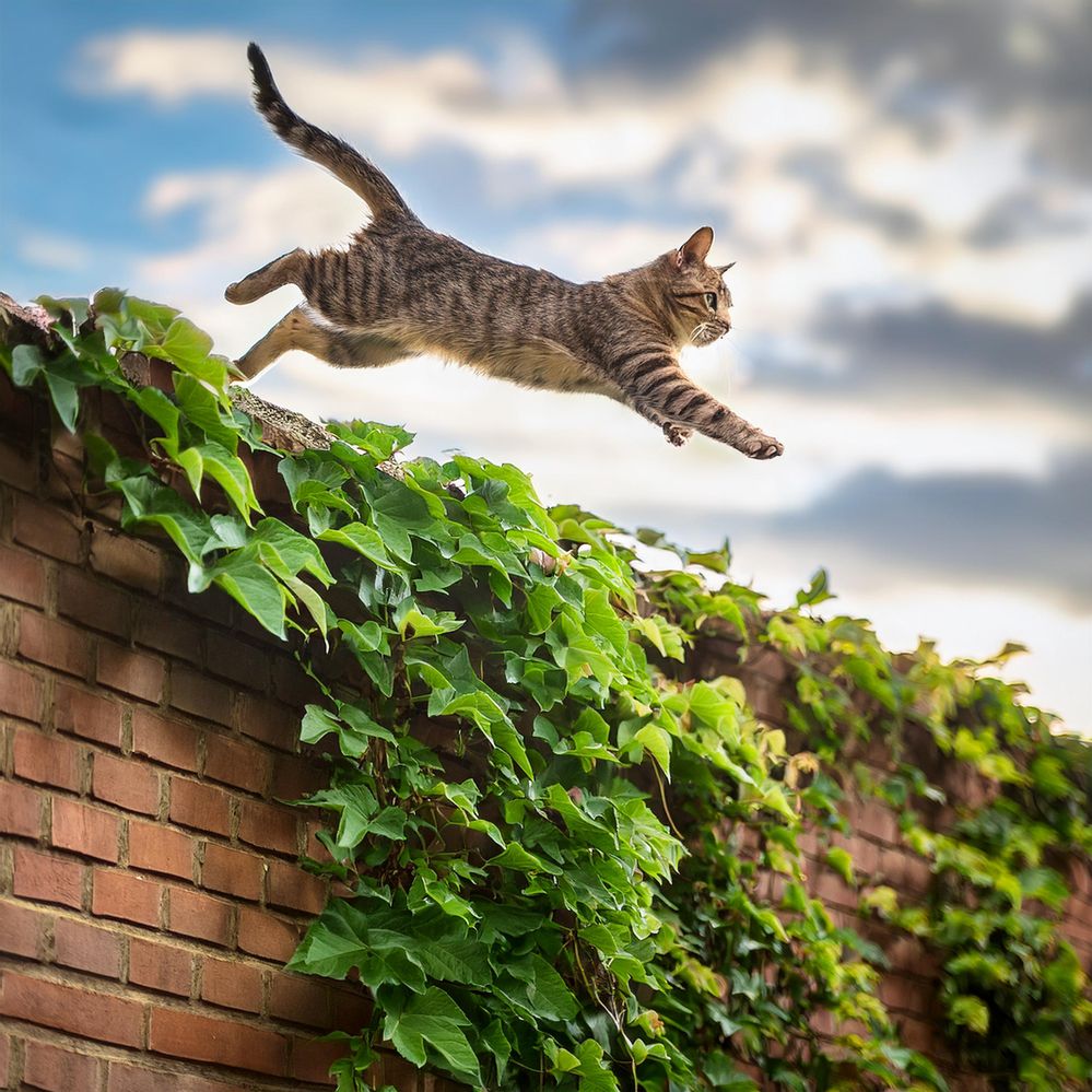 Firefly a cat in mid air, jumping on a brick wall that is covered with green ivy, a mouse sits upon the wall.jpg