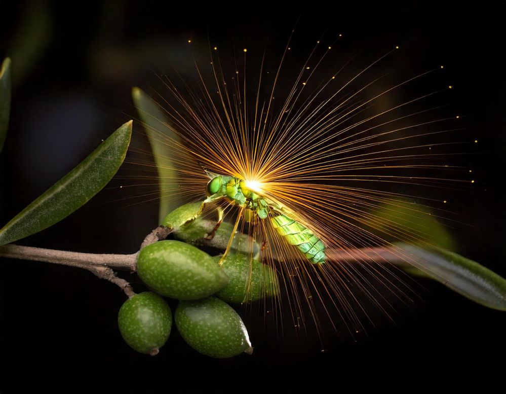 Firefly une luciole marchant sur une branche d'olivier 79718.jpg