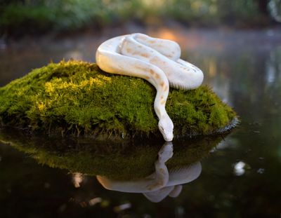 Firefly A ball python coiled gracefully on a moss-covered rock, surrounded by a serene, misty swamp (4).jpg