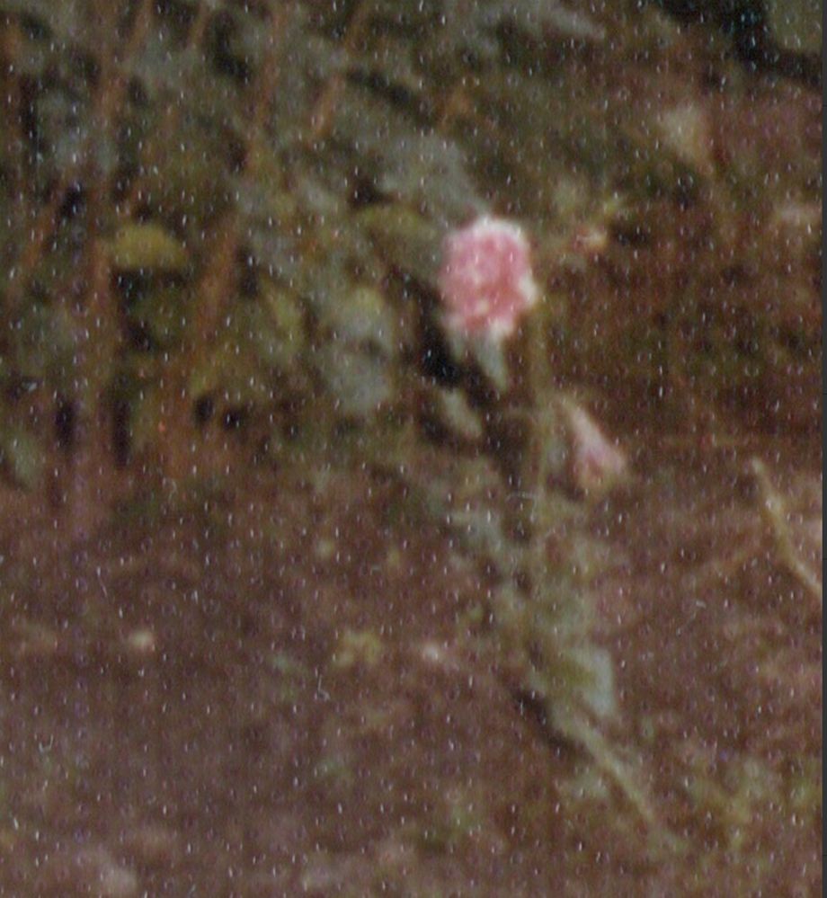 IMG_3212.jpeg