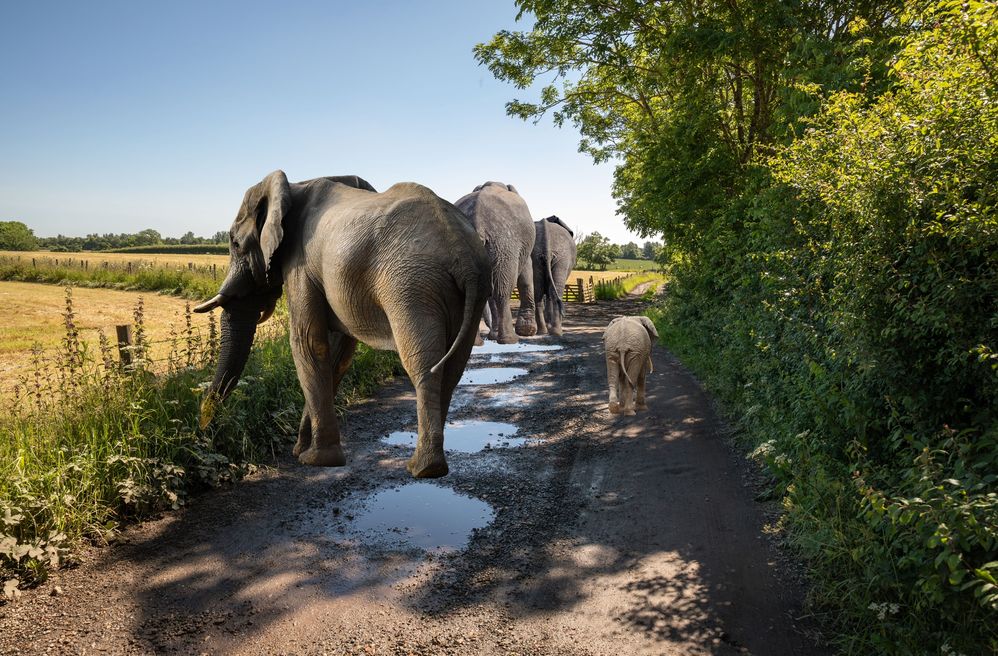 Heavy thoroughfare. The Elephant Walk.