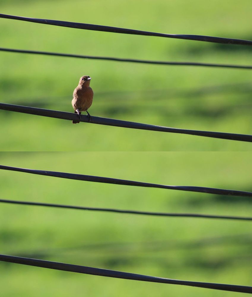bird pic.jpg