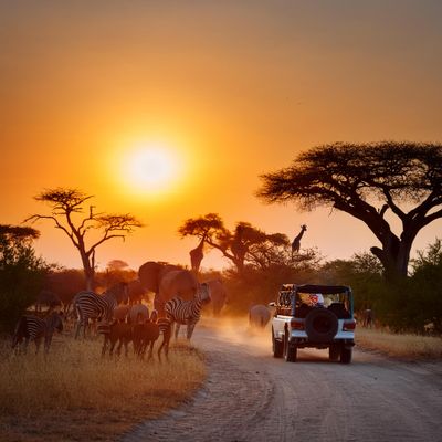 Firefly Jeep tour at sunset, on a wildlife reserve with peaceful elephants, gazelle, zebras. Silhoue (1).jpg