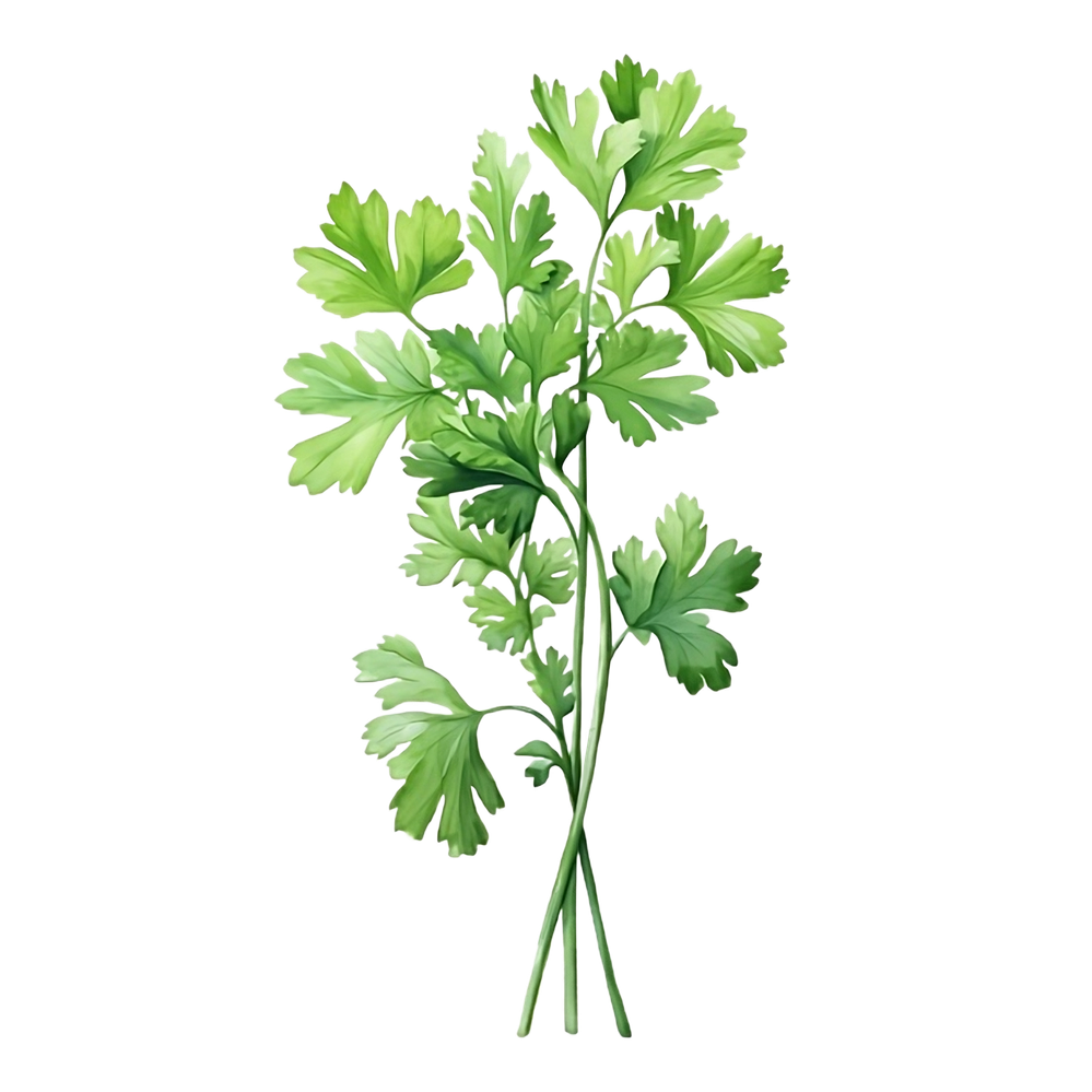 coriander plant  isolated on transparent background.png