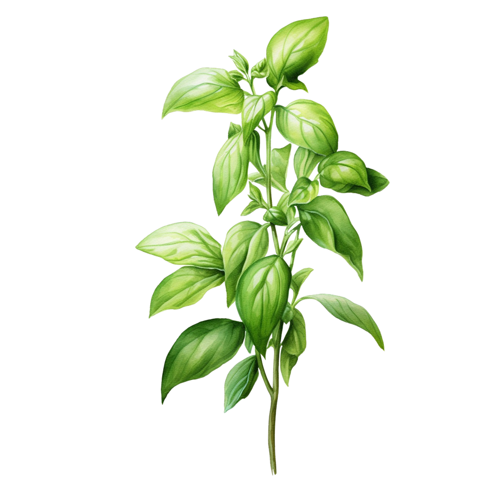 basil healthy  plant  isolated on transparent background.png