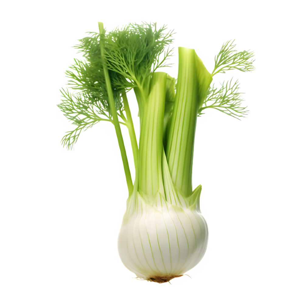 fennel  plant  isolated on transparent background.png