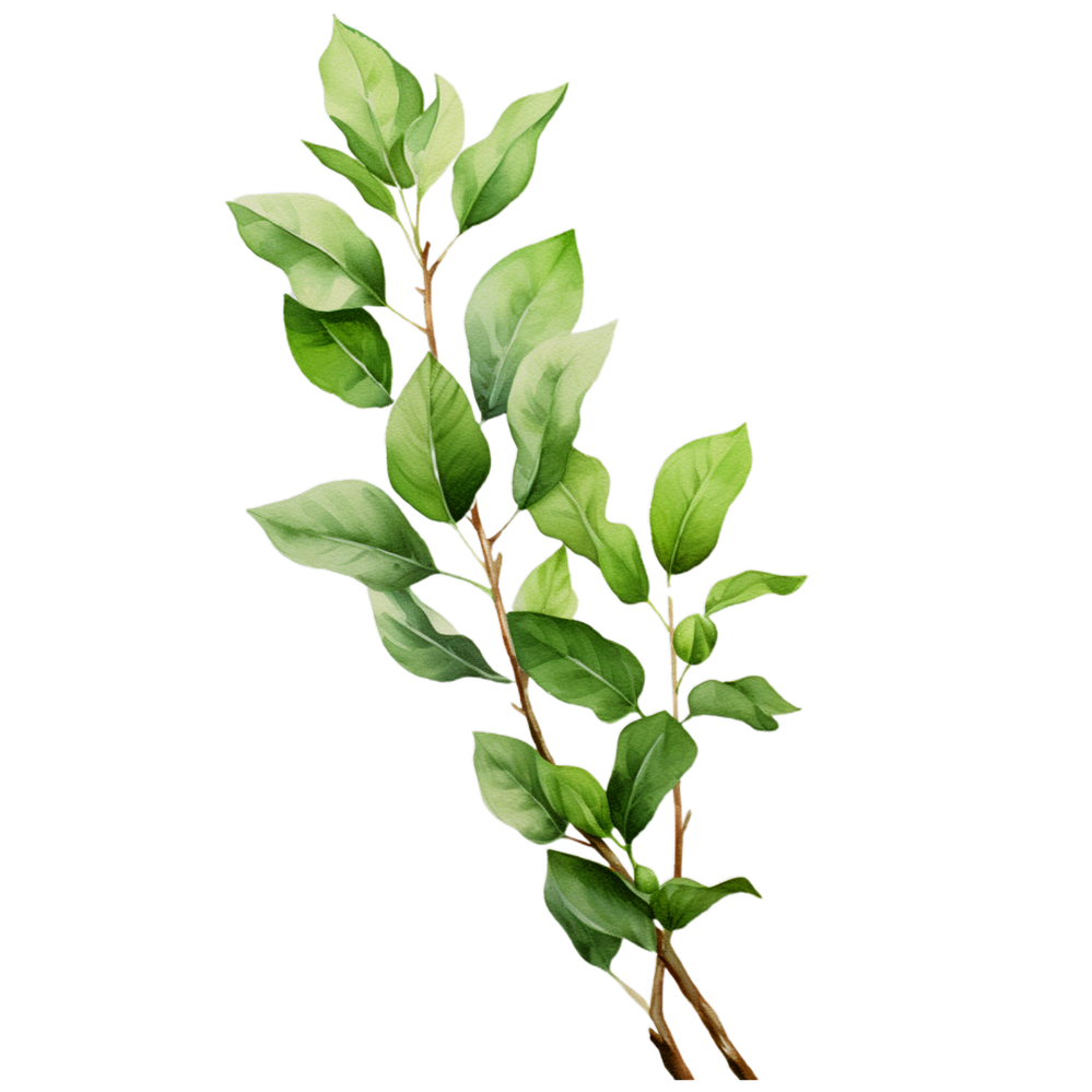 laurel plant  isolated on transparent background.png