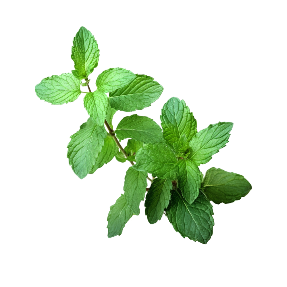 mint  plant  isolated on transparent background.png