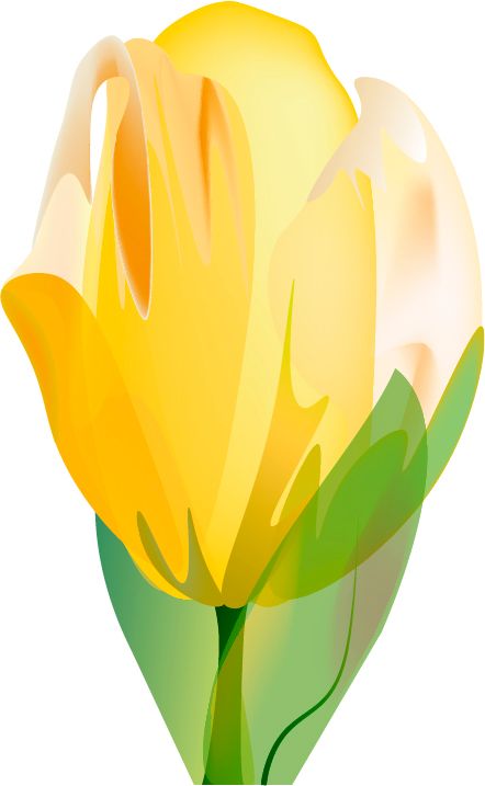 tulip