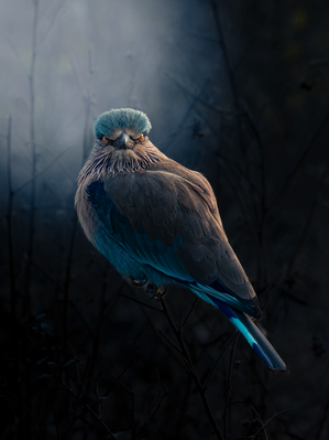 Angry bird Screenshot.png