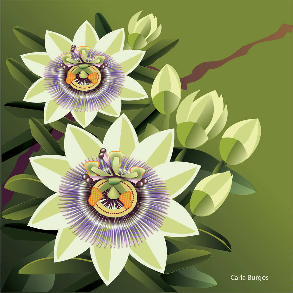 PassionFlower.png