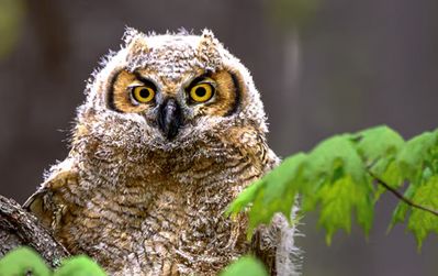 Owl-remix.jpg