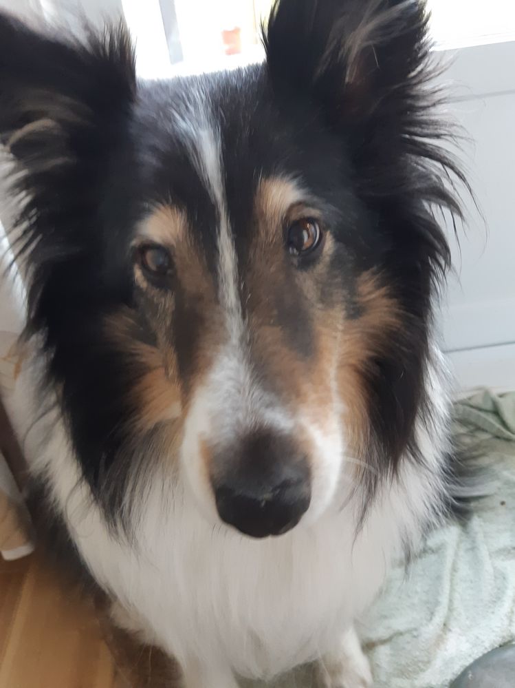 lilly2.jpg