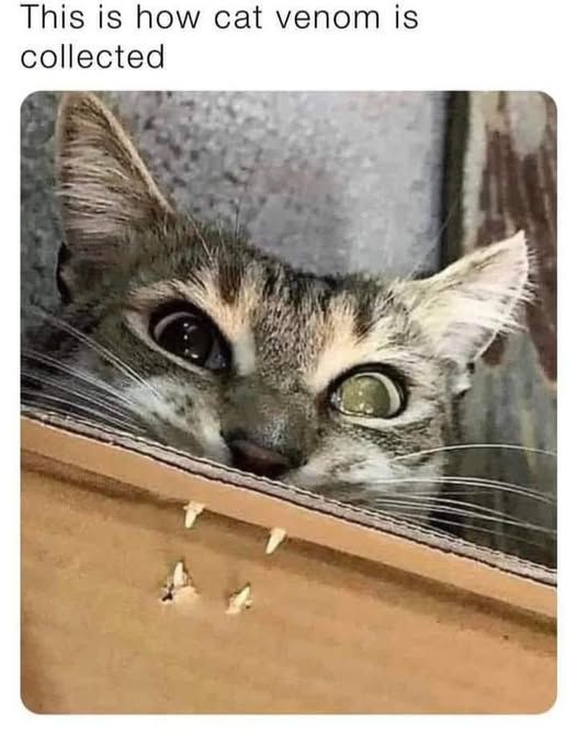 CatVenom.jpg