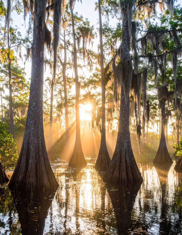 Firefly_Vintage Color-Film Photography of the Florida Everglades swamp. Make the light at Gol 666013.jpg