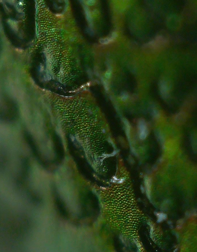 Rose_Chafer_Surface_Texture_04.png