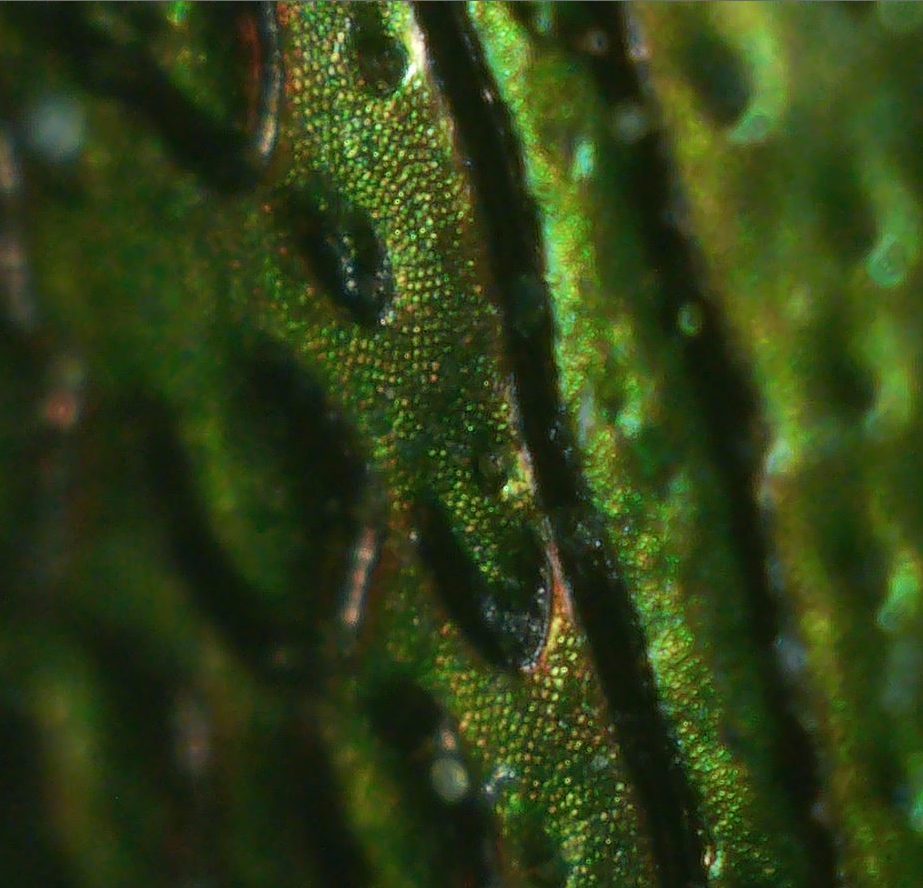 Rose_Chafer_Surface_Texture_05.png