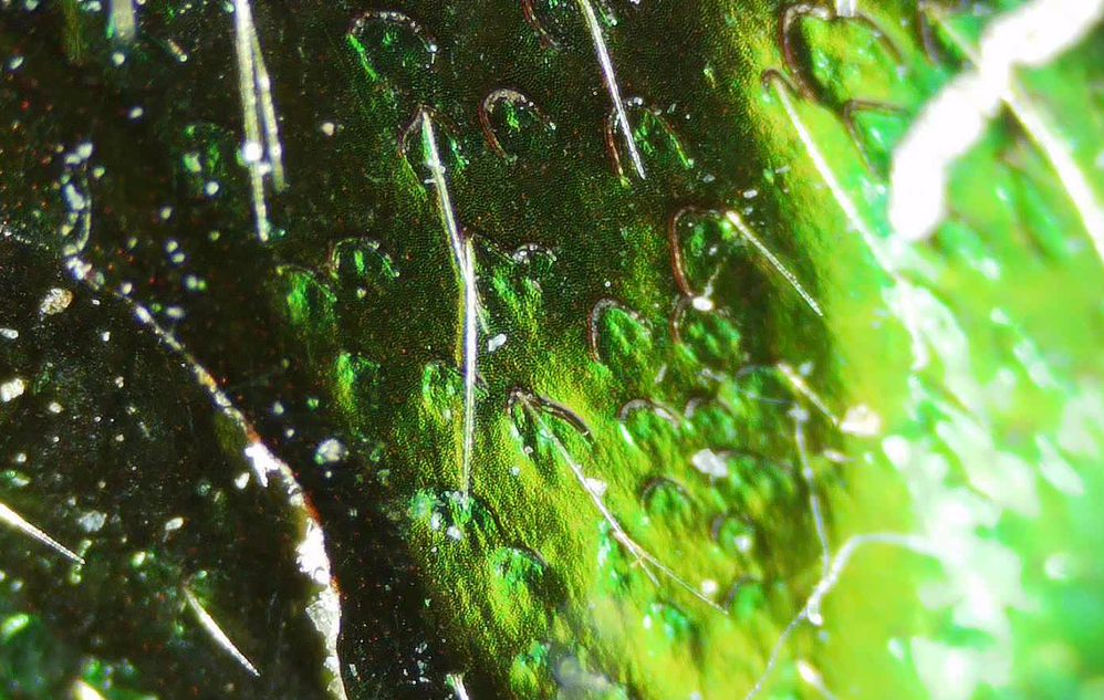 Rose_Chafer_Surface_Texture_01.png