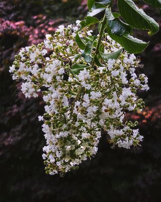 20250702 Crepe blossom 6417.jpg