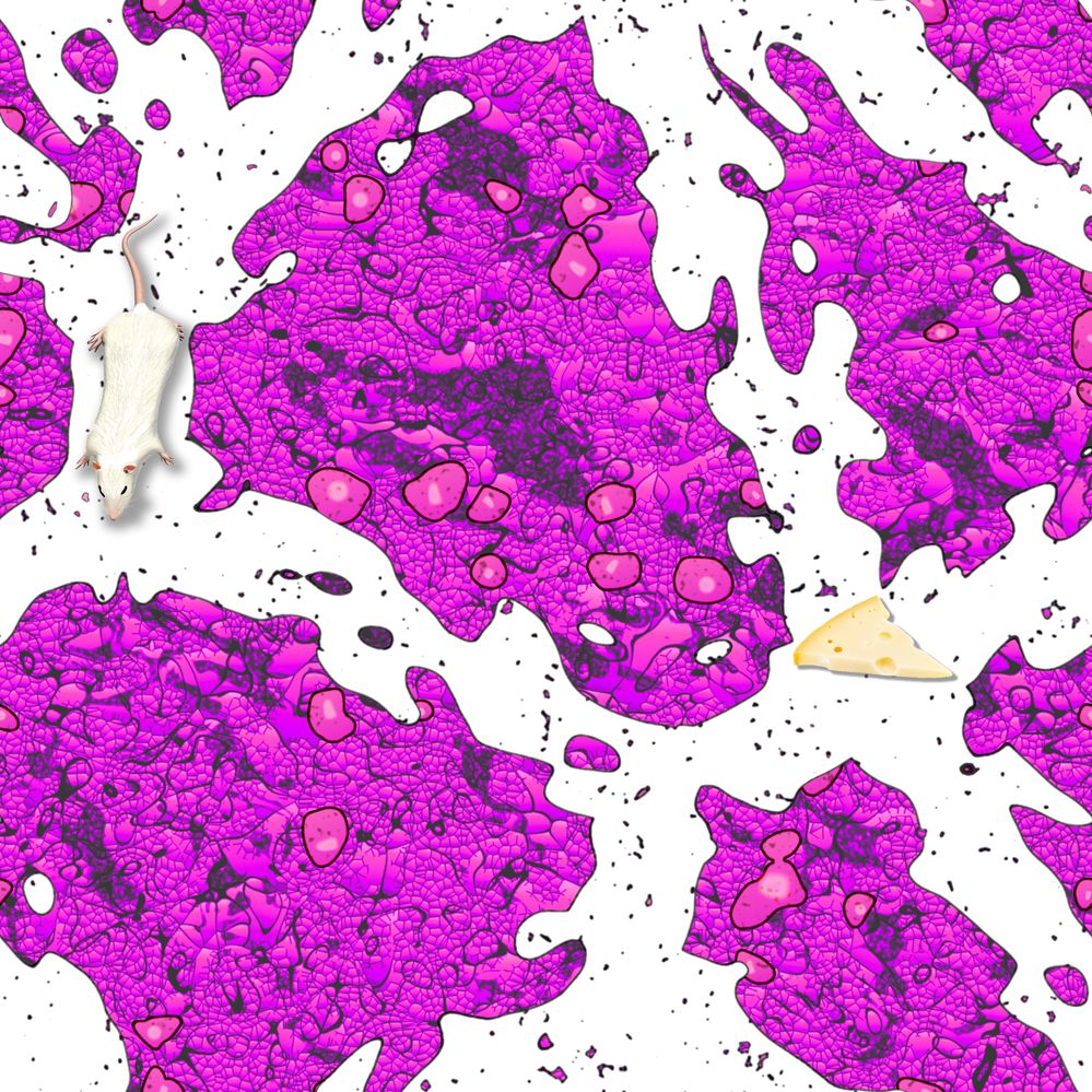 SFTW246Cells.jpg