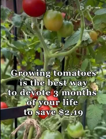 Tomato.jpg