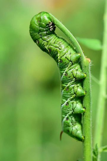 Hornworm-Closeup.jpg