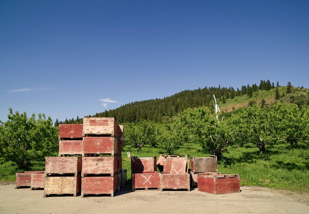 Fruit boxes in the orchard.jpg